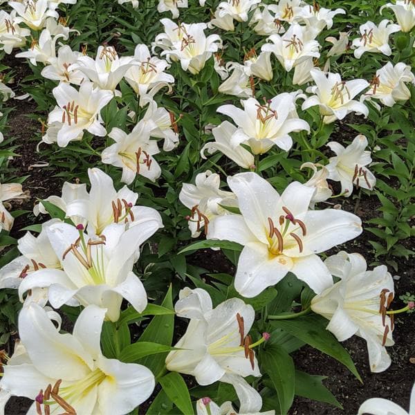 Oriental Lily, Zambesi Oriental Trumpet Lily (White) - Bulbs (set of 5)