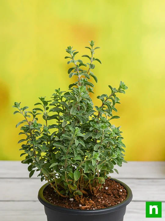 Origanum Majorana, Marjoram, Marwa - Plant - Image 2