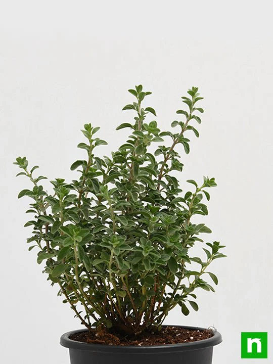 Origanum Majorana, Marjoram, Marwa - Plant - Image 3