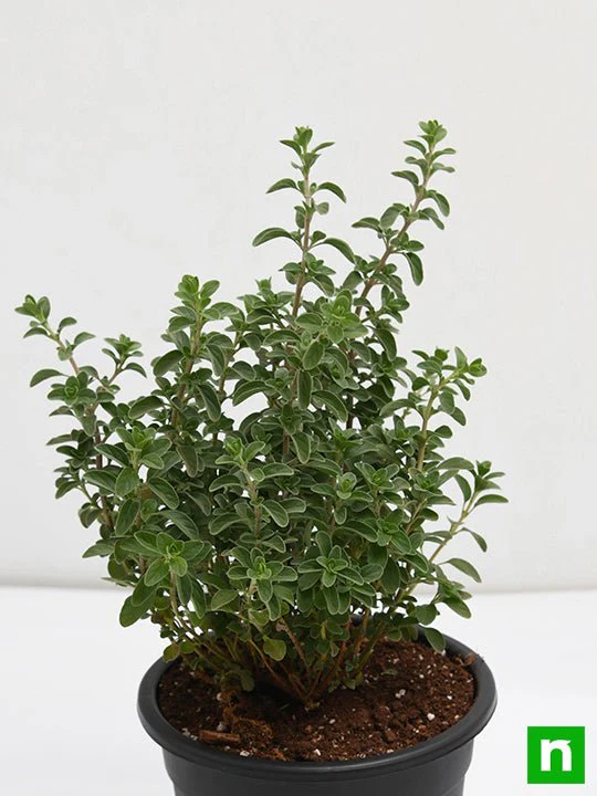 Origanum Majorana, Marjoram, Marwa - Plant - Image 4