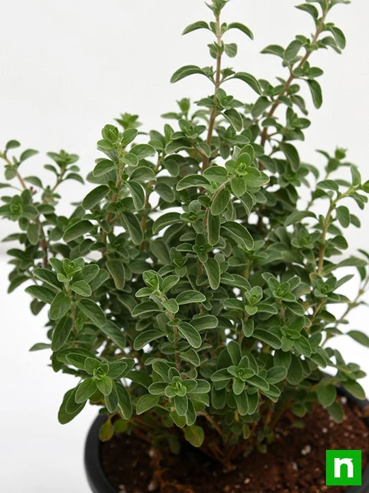 Origanum Majorana, Marjoram, Marwa - Plant - Image 5