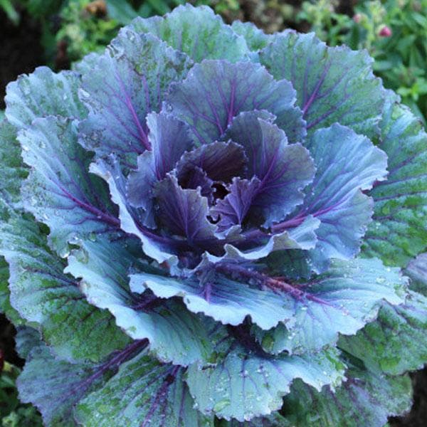 Ornamental Cabbage, Ornamental Kale (Blue) - Plant