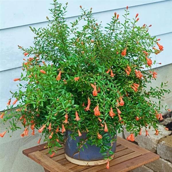 Ornamental Pomegranate - Plant