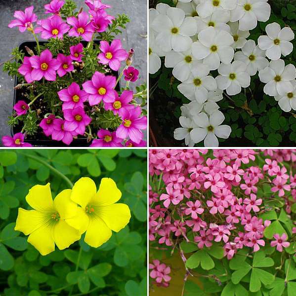 Oxalis (Mix Colors) - Bulbs (set of 10)