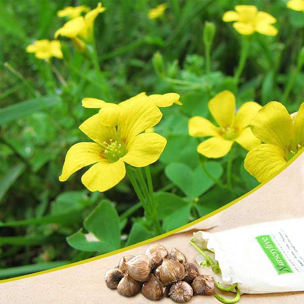 Oxalis (Yellow) - Bulbs - Seeds (set of 10)