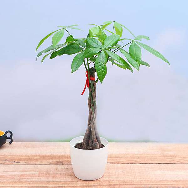 Pachira Five Buds - Plant