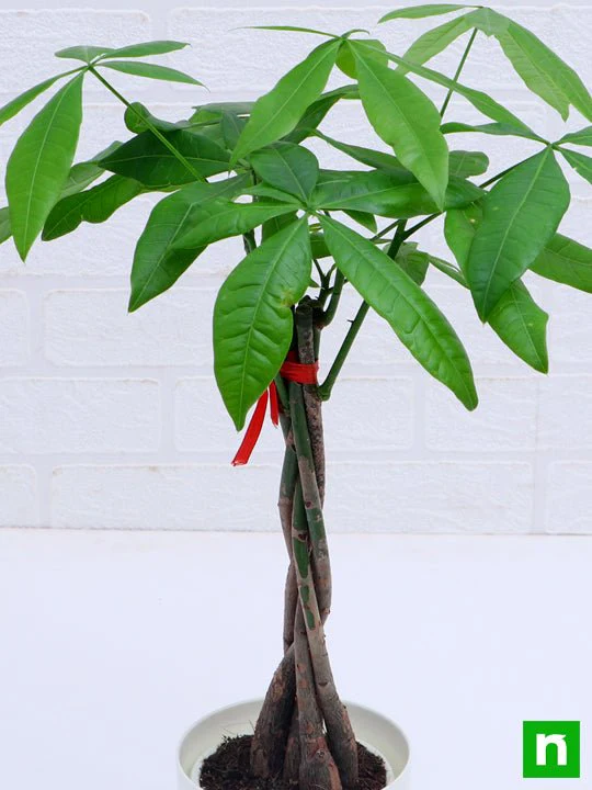 Pachira Five Buds - Plant - Image 5