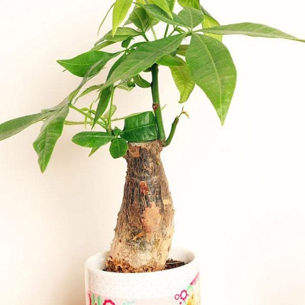 Pachira Single Bud - Plant