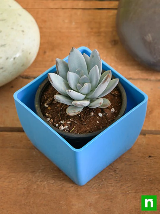Pachyveria Bea - Succulent Plant - Image 2