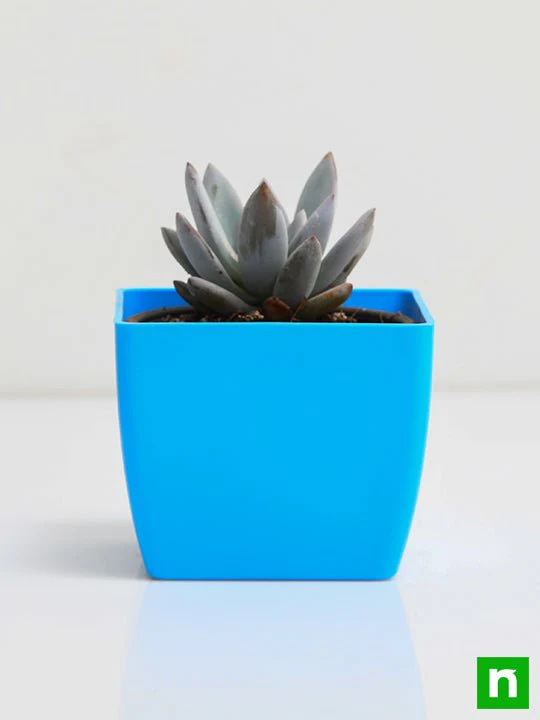 Pachyveria Bea - Succulent Plant - Image 3