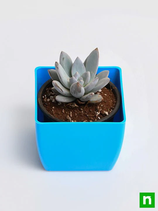 Pachyveria Bea - Succulent Plant - Image 4