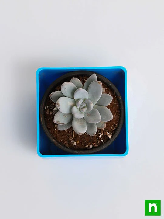 Pachyveria Bea - Succulent Plant - Image 5