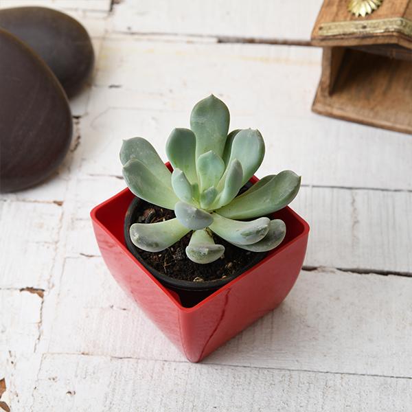 Pachyveria clavata - Succulent Plant