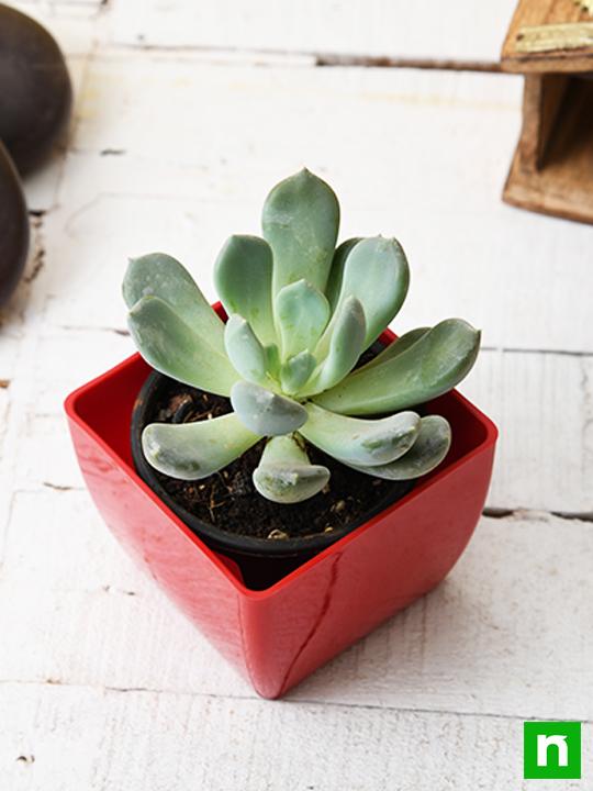 Pachyveria clavata - Succulent Plant - Image 2