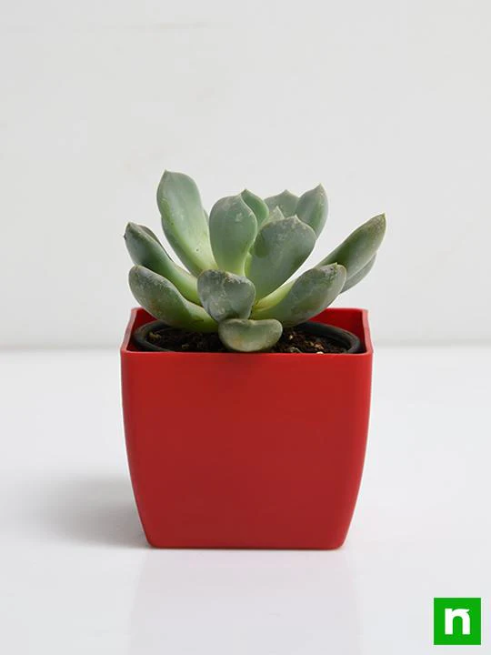 Pachyveria clavata - Succulent Plant - Image 3