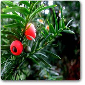 Pacific Yew - Plant