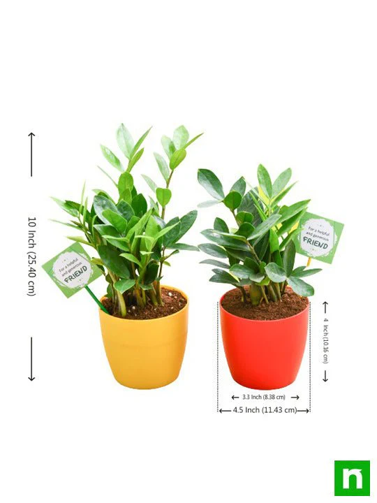 Pack of 2 ZZ Plants for our Generous Friendship - Image 2