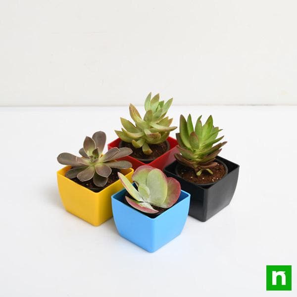 Pack of 4 Beautiful Succulents - Image 2