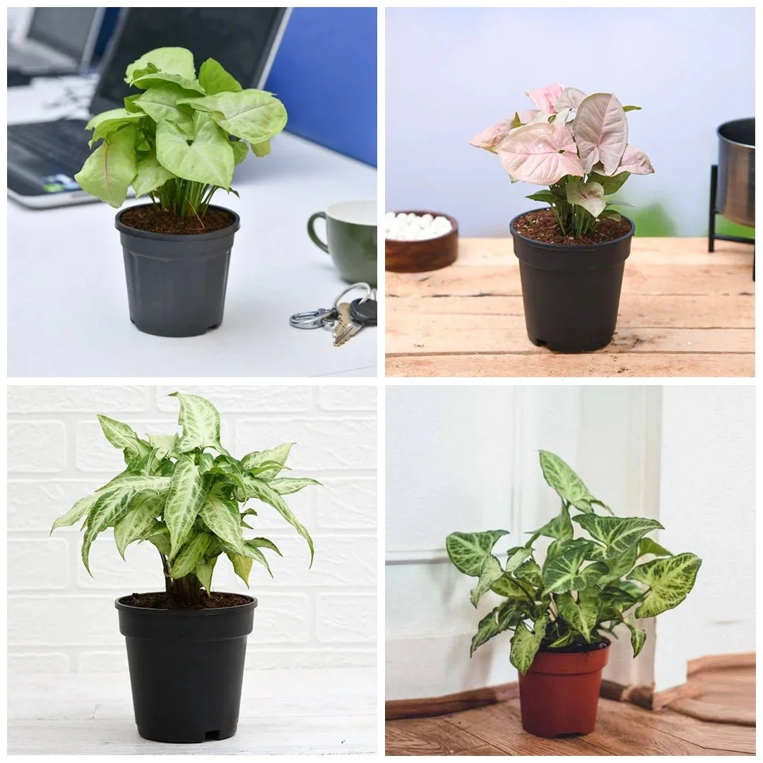 Pack of 4 Syngonium Plants for Forever Green Garden - Image 2