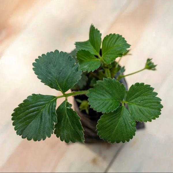 Pack of 6 Strawberry Saplings to Taste the Homegrown Magic - Image 2