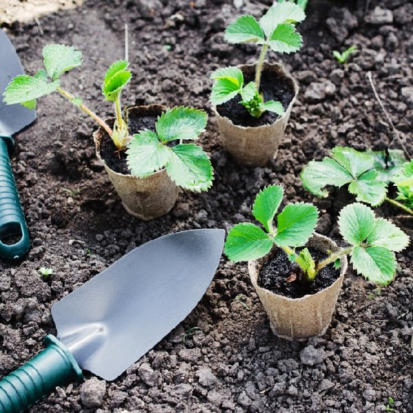 Pack of 6 Strawberry Saplings to Taste the Homegrown Magic - Image 3