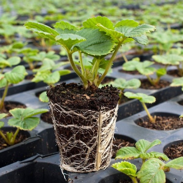 Pack of 6 Strawberry Saplings to Taste the Homegrown Magic - Image 4
