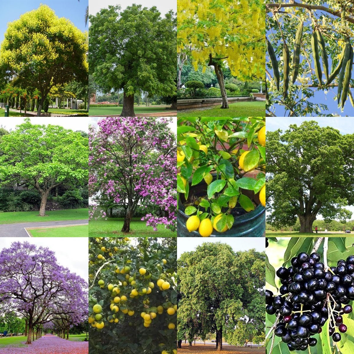 Pack of 75 Native Tree Seeds of India - Image 2