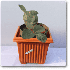 Palash, Butea - Plant - Image 2