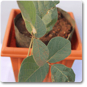 Palash, Butea - Plant - Image 3
