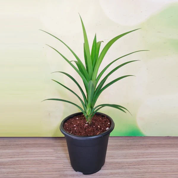 Pandanus amaryllifolius - Plant