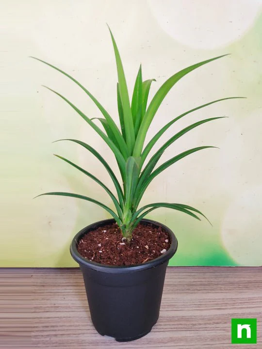 Pandanus amaryllifolius - Plant - Image 2