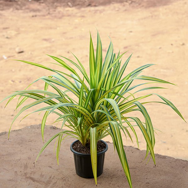 Pandanus Variegated (Golden) - Plant
