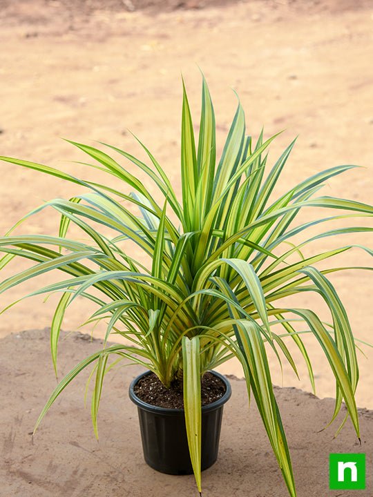 Pandanus Variegated (Golden) - Plant - Image 2