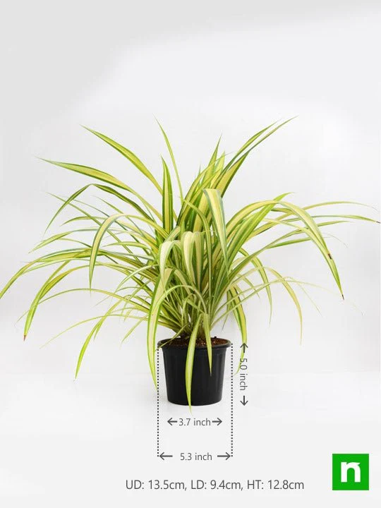 Pandanus Variegated (Golden) - Plant - Image 3