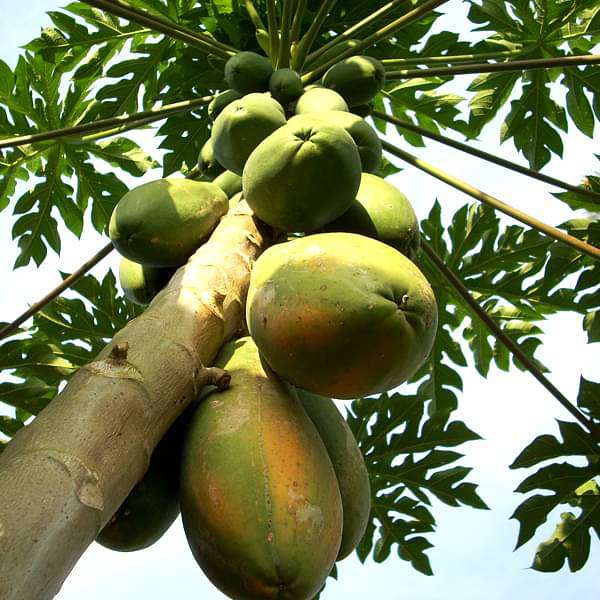 Papaya, Papita ( Grown through seeds ) - Plant
