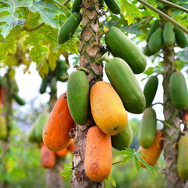 Papaya, Papita (Hybrid)- Plant