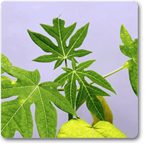Papaya, Papita (Hybrid)- Plant - Image 2