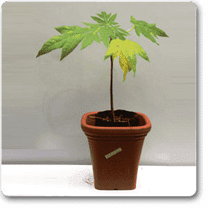 Papaya, Papita (Hybrid)- Plant - Image 3