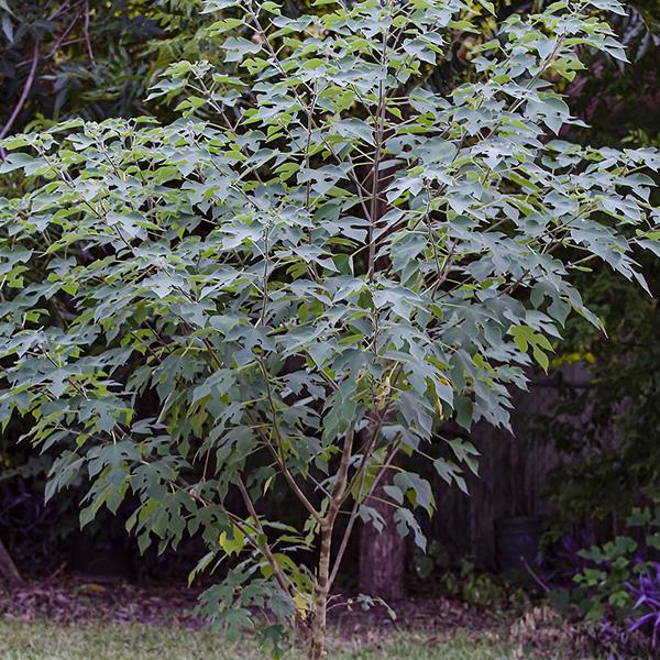 Paper Mulberry, Broussonetia papyrifera 0.5 kg - Seeds - Image 2