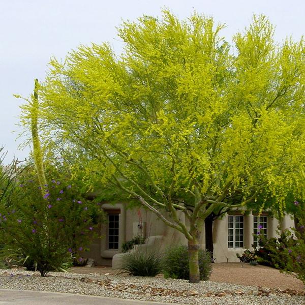 Parkinsonia Aculeata, Palo Verde - 0.5 kg Seeds - Image 2