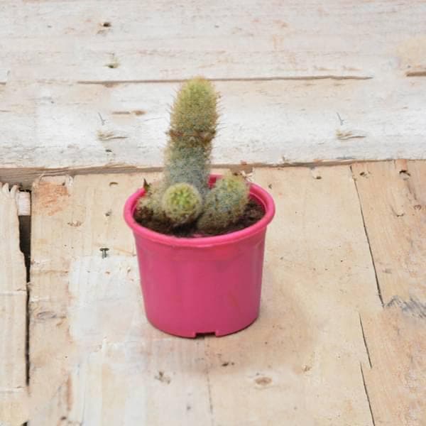 Parodia leninghausii - Cactus Plant