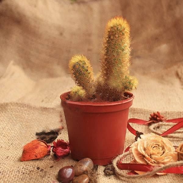 Parodia leninghausii - Cactus Plant - Image 2