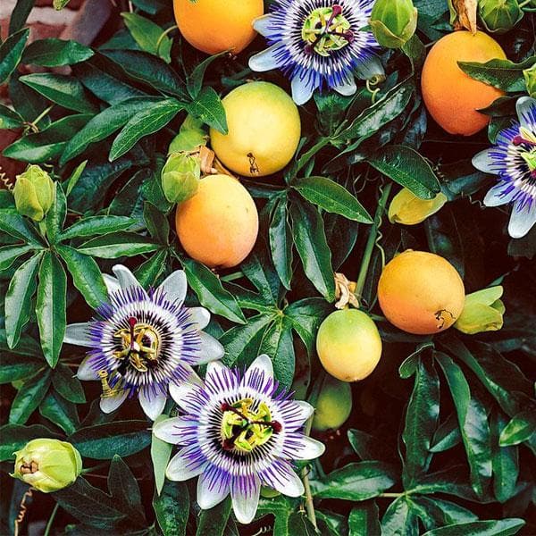 Passion Fruit Plant, Krishna Fal (Grown through seeds) - Plant - Image 2