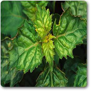 Patchouli - Plant