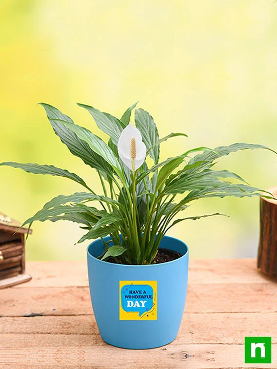 Peace Lily for Wonderful Day - Gift Plant - Image 2