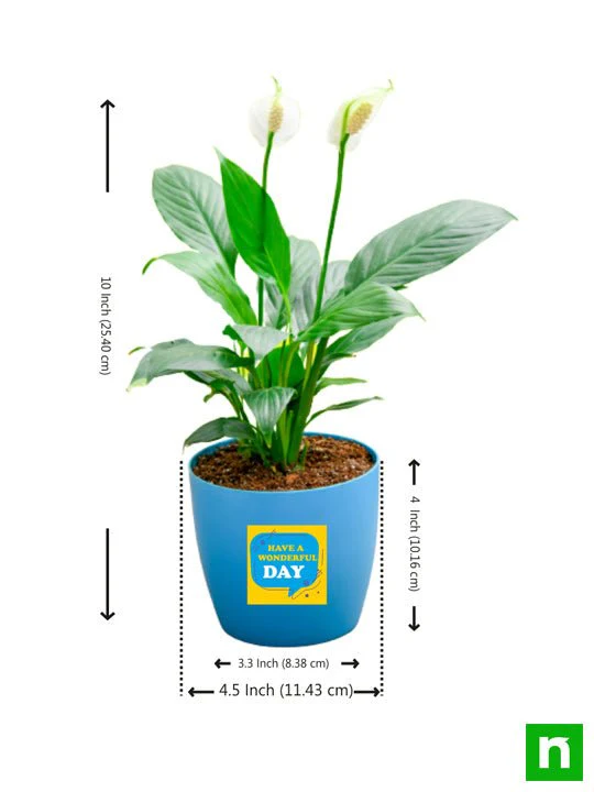 Peace Lily for Wonderful Day - Gift Plant - Image 3