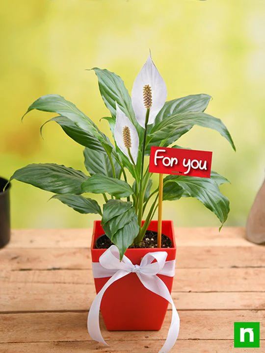 Peace Lily For You - Gift Plant - Image 2