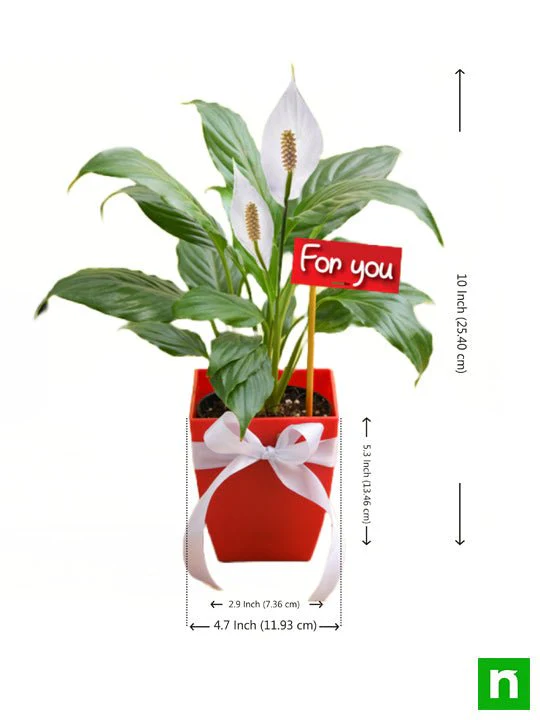 Peace Lily For You - Gift Plant - Image 3