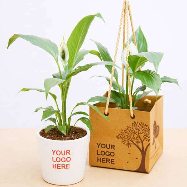 Peace Lily in Ceramic Pot - Corporate Gift (set of 30) - Image 2