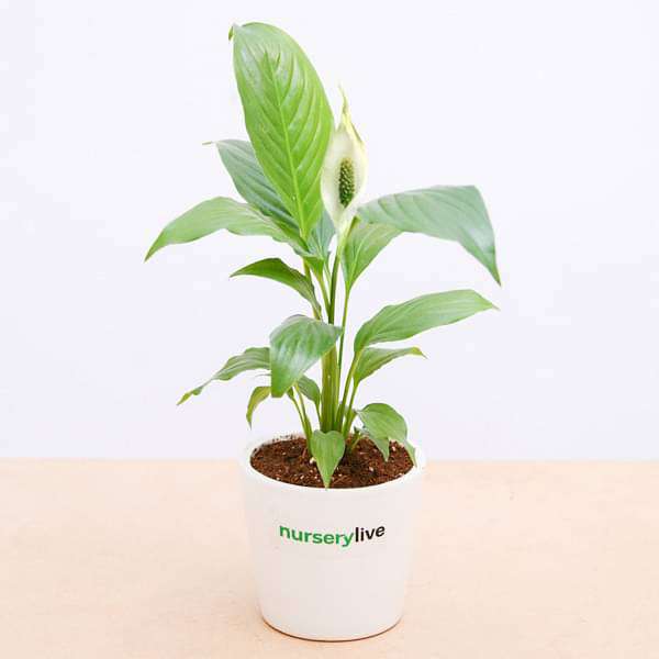 Peace Lily in Ceramic Pot - Corporate Gift (set of 30) - Image 5